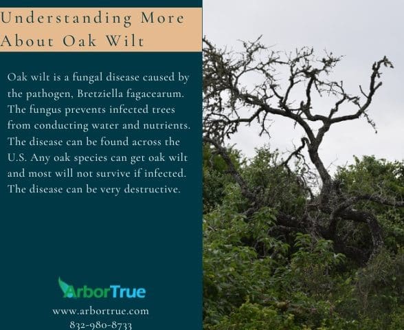 Understanding Oak Wilt