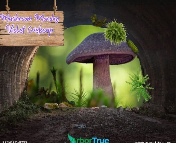 Violet Webcap