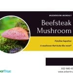 Mushroom Monday Beefsteak Mushroom