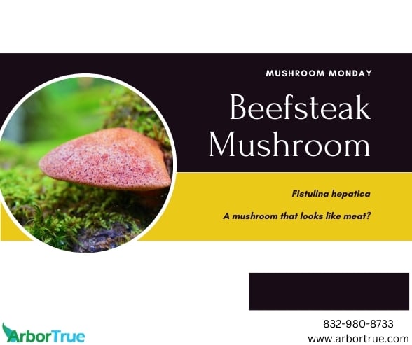 Mushroom Monday Beefsteak Mushroom