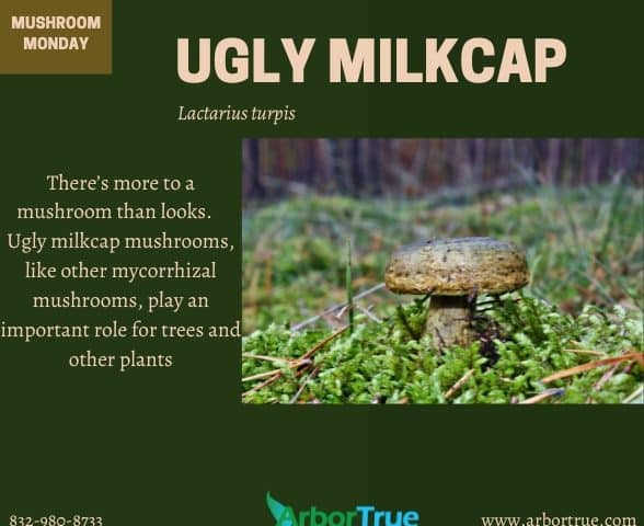 MM Ugly Milkcap