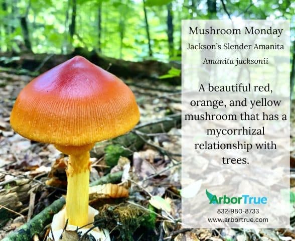 Mushroom Monday Jackson's Slender Amanita