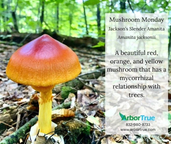Mushroom Monday Jackson's Slender Amanita
