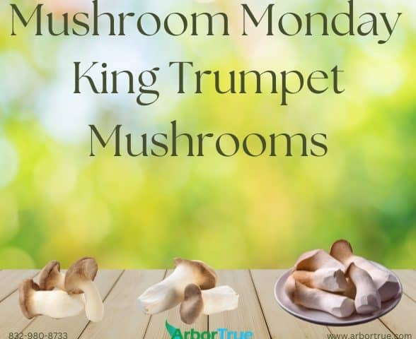 Mushroom Monday King Trumpet Mushrooms