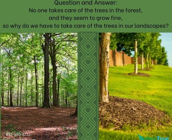 Question and Answer No one takes care of the trees in the forest, and they seem to grow fine, so why do we have to take care of the trees in our landscapes