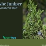 Ashe Juniper