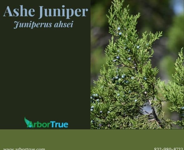 Ashe Juniper