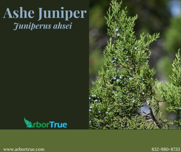 Ashe Juniper