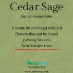 Cedar Sage
