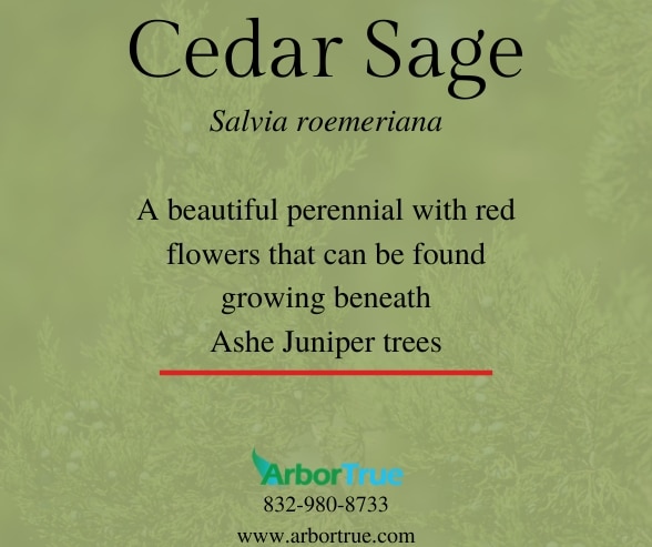 Cedar Sage