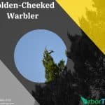 Golden-Cheeked Warbler