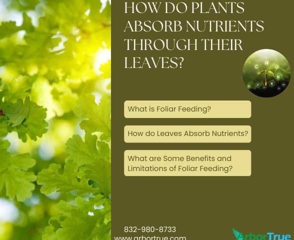How do Plants Absorb Nutrients Through Their Leaves