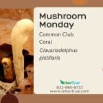 Mushroom Monday Common Club Coral