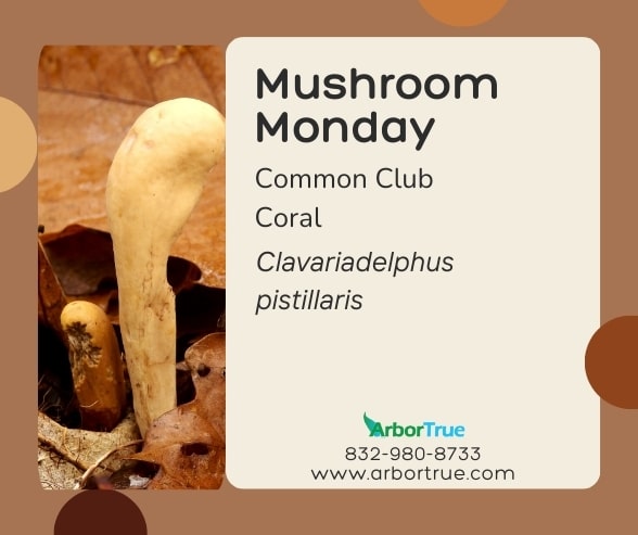 Mushroom Monday Common Club Coral
