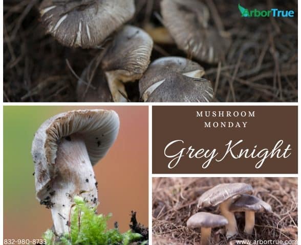 Mushroom Monday Grey Knight