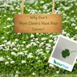 Why Don't More Clovers Have Four Leaves