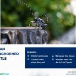Asian Longhorned Beetle