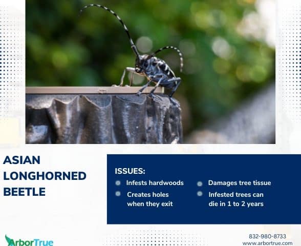 Asian Longhorned Beetle