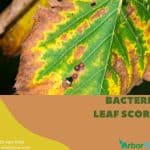 Bacterial Leaf Scorch