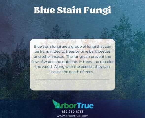 Blue Stain Fungi