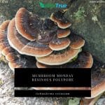 Mushroom Monday Resinous Polypore Ischnoderma resinosum
