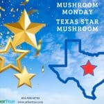 Mushroom Monday Texas Star Mushroom
