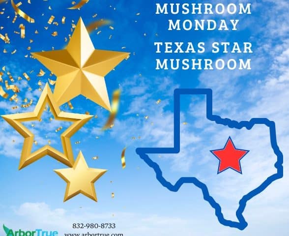 Mushroom Monday Texas Star Mushroom