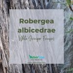 Robergea albicedrae (White Juniper Fungus)