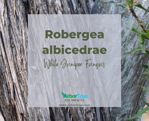 Robergea albicedrae (White Juniper Fungus)