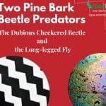 Two Pine Bark Beetle Predators