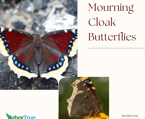 Mourning Cloak Butterflies