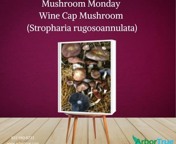 Mushroom Monday Wine Cap Mushroom (Stropharia rugosoannulata)