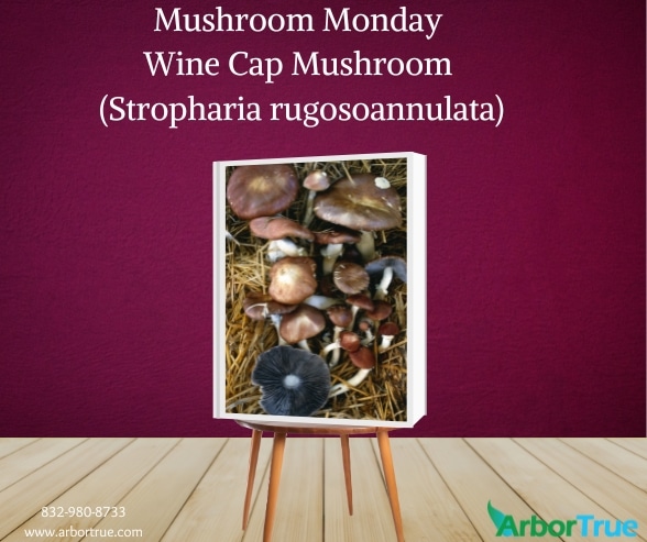 Mushroom Monday Wine Cap Mushroom (Stropharia rugosoannulata)