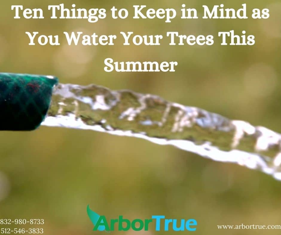 Ten Things to Keep in Mind as You Water Your Trees This Summer