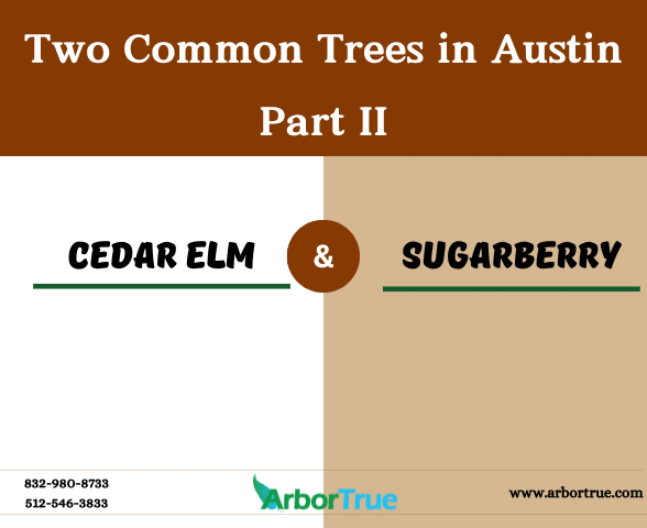 Two Common Trees in Austin Cedar Elm and Sugarberry - Part II