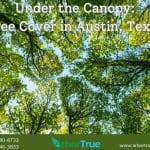 Under the Canopy Tree Cover in Austin, Texas