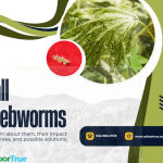 Fall Webworms