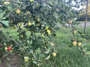 Anna Apple Tree