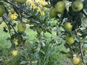 Anna Apple Tree