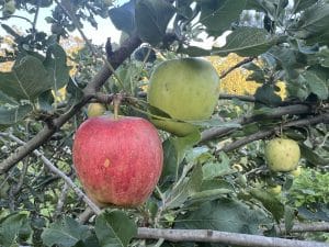 Anna Apple Tree