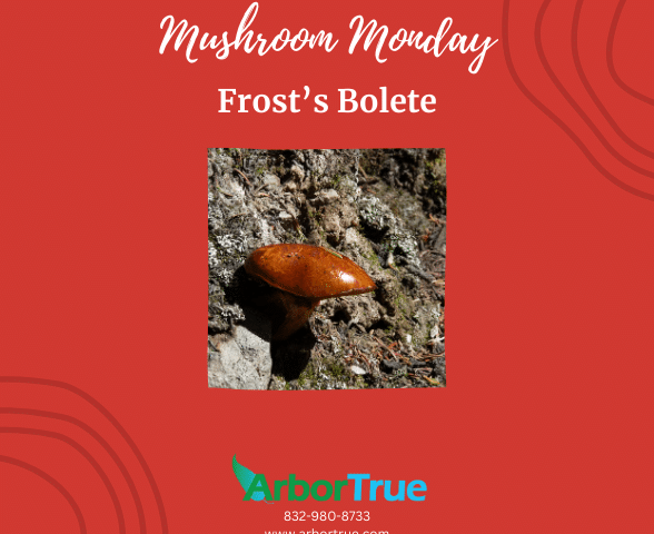 Mushroom Monday Frosts Bolete
