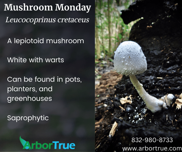 Mushroom Monday Leucocoprinus cretaceus