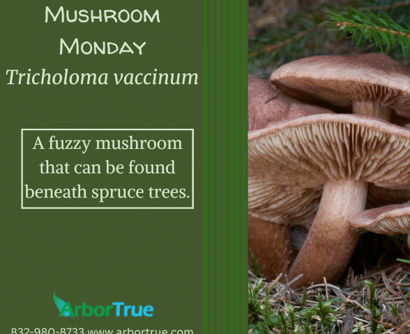 Mushroom Monday Tricholoma vaccinum