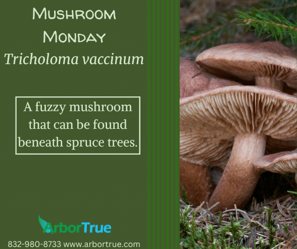 Mushroom Monday Tricholoma vaccinum