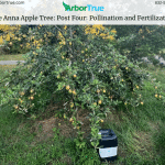 The Anna Apple Tree Post Four Pollination and Fertilization