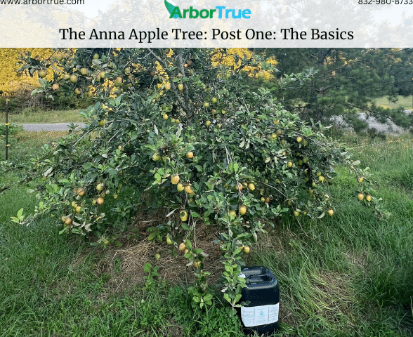 The Anna Apple Tree Post One The Basics