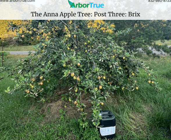 The Anna Apple Tree Post Three Brix