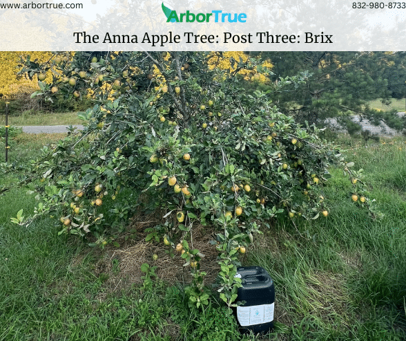The Anna Apple Tree Post Three Brix