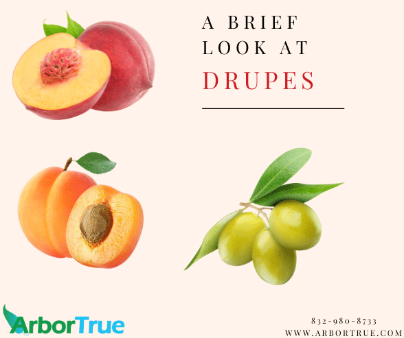 A Brief Look at Drupes