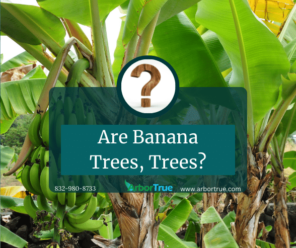 Are Banana Trees, Trees